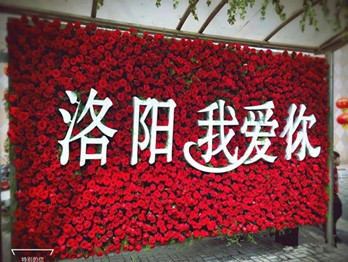 绝对真爱!洛阳一公交站牌被鲜艳的玫瑰花覆盖“洛阳我爱你”!